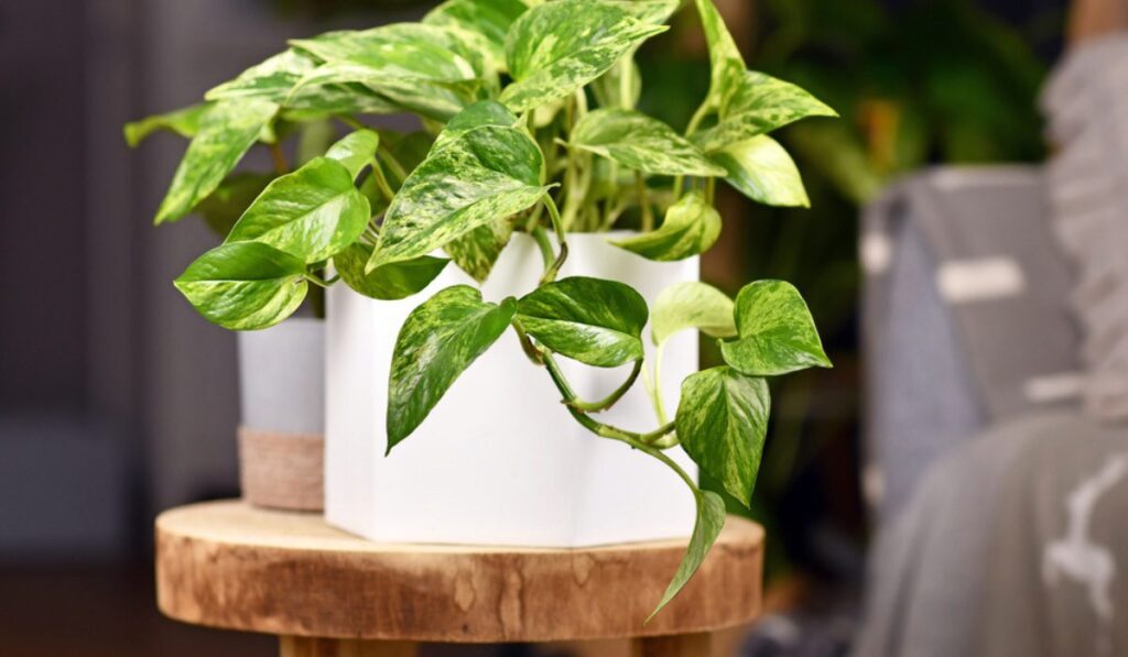 10 Indoor Plants Believed to Attract Wealth and Positive Energy to Your Home