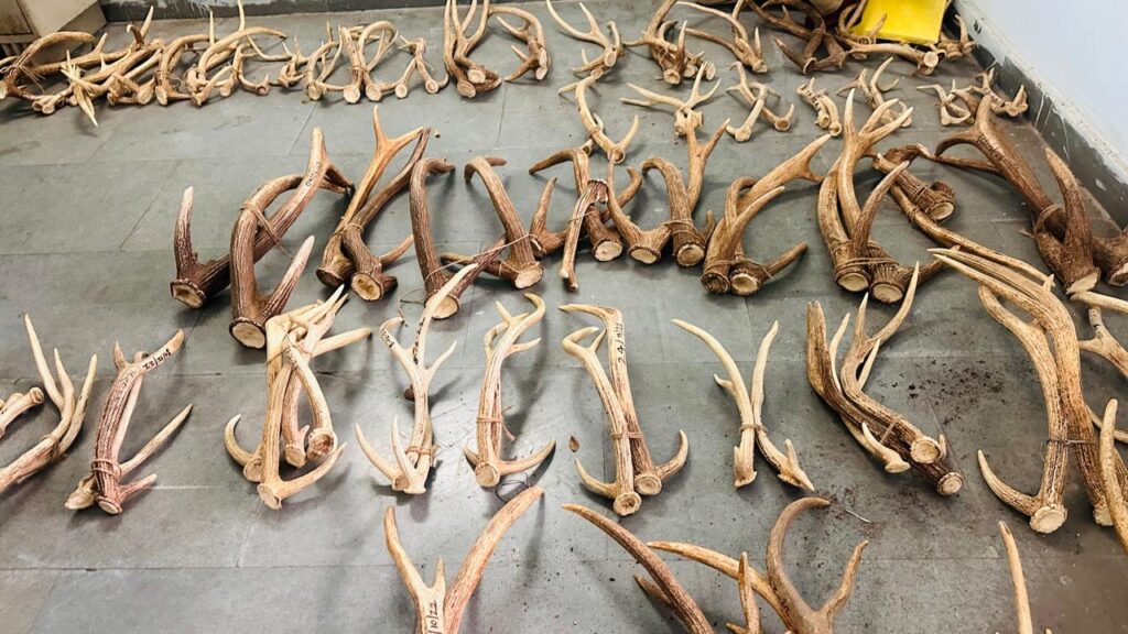 Pune: Shed Deer Antlers At Katraj Zoo Disposed Of Safely Following Wildlife Regulations