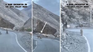 Rare Snow Leopard Sighting Stuns Travellers On Spiti Valley Road