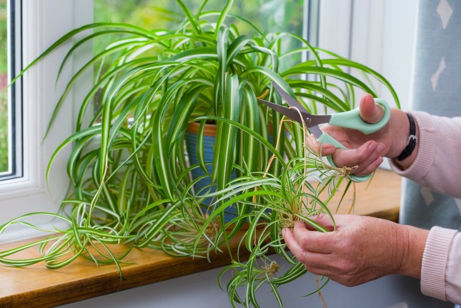 10 Indoor Plants Believed to Attract Wealth and Positive Energy to Your Home