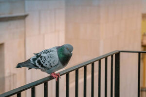 Tired of Pigeons? Here’s How to Keep Them Away for Good