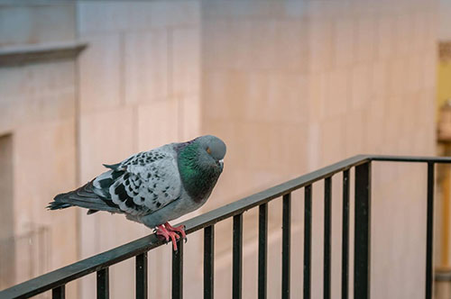 Tired of Pigeons? Here’s How to Keep Them Away for Good