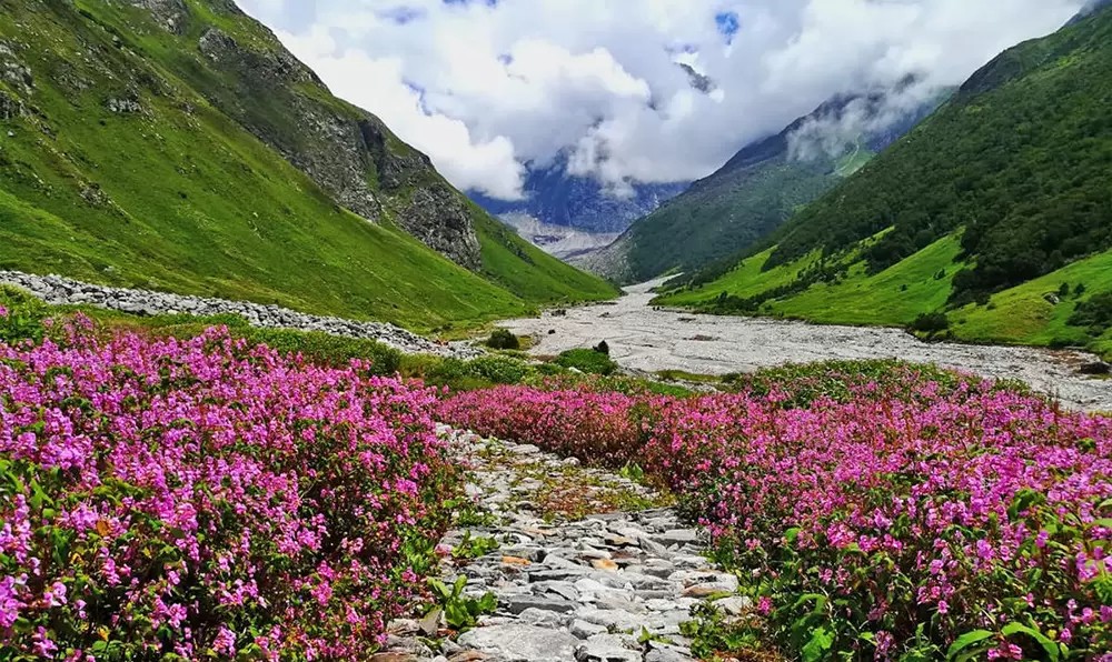 Tourist Season at Valley of Flowers to Begin June 1, Online Registration Now Open