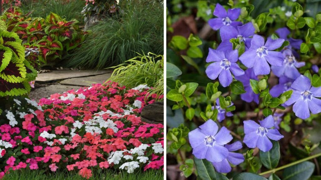 Turn Shady Spaces into Blooming Oases with These Low-Light Garden Favorites