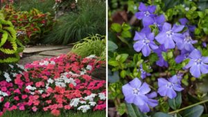Turn Shady Spaces into Blooming Oases with These Low-Light Garden Favorites