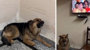 Watch Bhakta German Shepherd ‘Ragnar’ Sings Along to Hanuman Chalisa, Wins Millions of Hearts