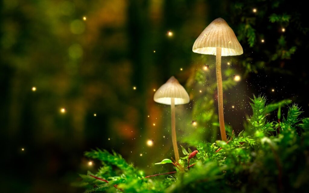 Watch Why the Bhimashankar Forest in Maharashtra Glows After Dark