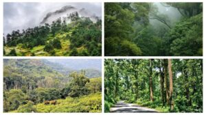 India's Green Giants: Top 10 States with the Most Forest Cover