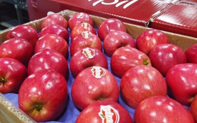 Pune Traders Boycott Turkish Apples, Push for Local Produce in Support of Indian Farmers