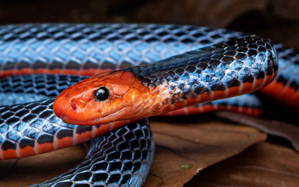 7 Most Beautiful Snakes on Earth That Dazzle with Color, Pattern, and Grace