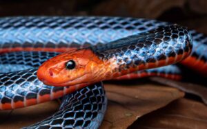 7 Most Beautiful Snakes on Earth That Dazzle with Color, Pattern, and Grace