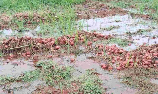 Unseasonal Rains Likely To Damage Onion Crops Across Maharashtra, Prices Set To Rise Sharply
