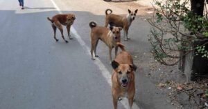 Delhi May Soon Become Stray Dog Free City, HC Asks Govt To Frame Policy For Phasing Out And Rehabilitation
