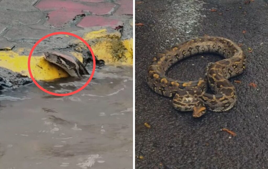 Giant Python Spotted in Navi Mumbai Floodwaters, Shocking Video Goes Viral