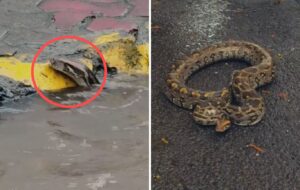 Giant Python Spotted in Navi Mumbai Floodwaters, Shocking Video Goes Viral