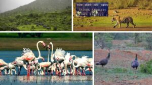Wild Adventures Near Pune 5 Best Wildlife Sanctuaries and Safaris You Must Visit