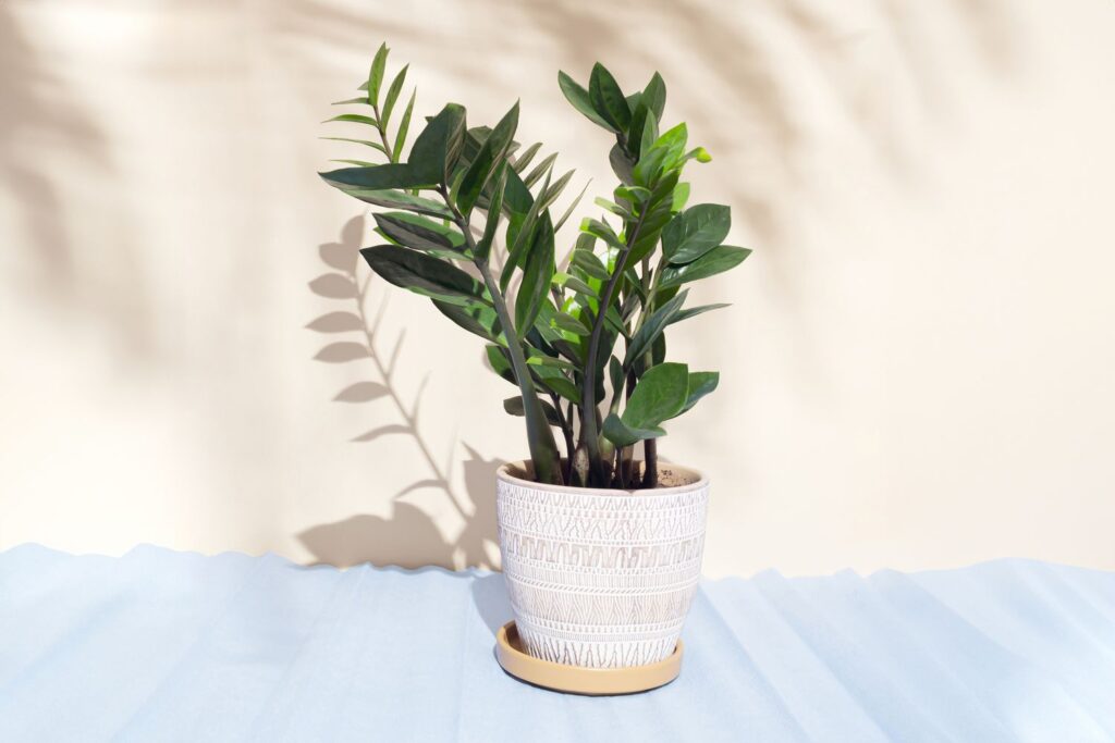 10 Indoor Plants Believed to Attract Wealth and Positive Energy to Your Home