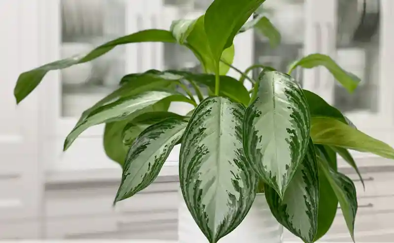 10 Indoor Plants Believed to Attract Wealth and Positive Energy to Your Home
