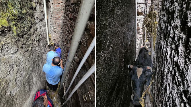 VIDEO: Pune Fire Brigade Rescues Cow Trapped Between Two Walls on Tadiwala Road