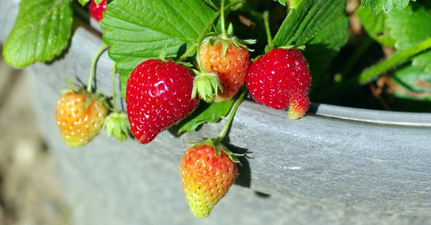 Fresh From Your Balcony: 5 Easy Fruits to Grow in Small Spaces (And How to Do It Right)