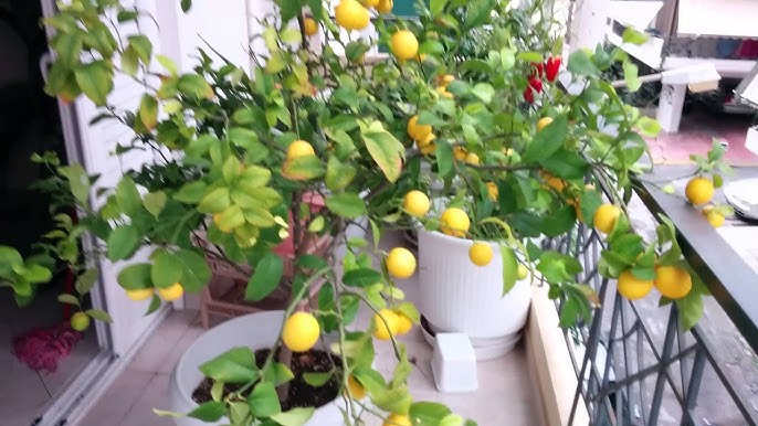 Fresh From Your Balcony: 5 Easy Fruits to Grow in Small Spaces (And How to Do It Right)