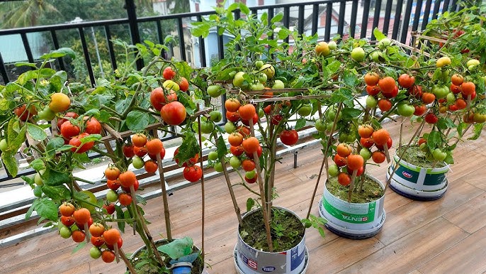 Fresh From Your Balcony: 5 Easy Fruits to Grow in Small Spaces (And How to Do It Right)