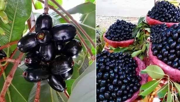 This One Summer Fruit Fights Diabetes, Clears Skin, Aids Weight Loss and You’re Probably Ignoring It!