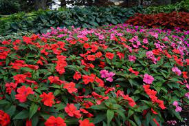 Turn Shady Spaces into Blooming Oases with These Low-Light Garden Favorites