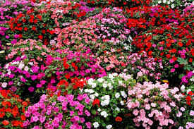 Turn Shady Spaces into Blooming Oases with These Low-Light Garden Favorites