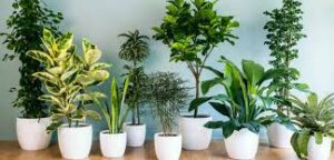Feel Fresh! Best Air-Purifying Plants for a Healthier, Stylish Home