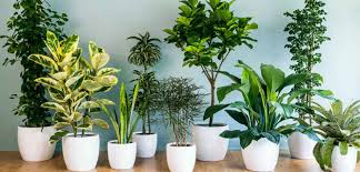 Feel Fresh! Best Air-Purifying Plants for a Healthier, Stylish Home
