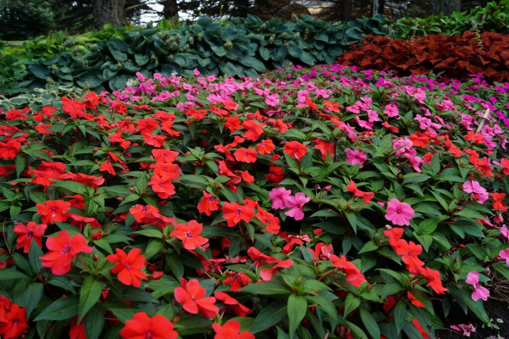 Turn Shady Spaces into Blooming Oases with These Low-Light Garden Favorites