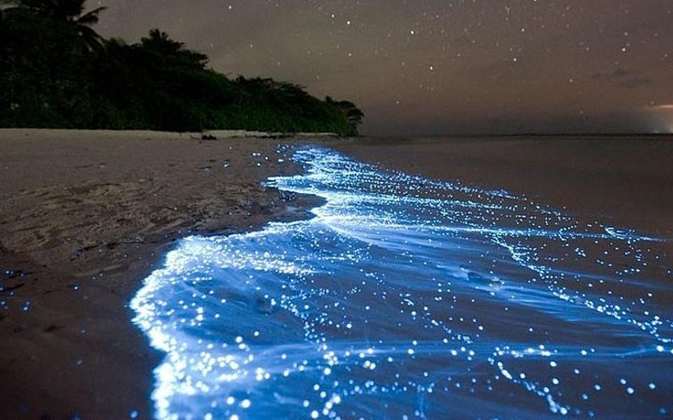 Glowing Beaches of India: 7 Spots Where the Sea Lights Up – Yes, Even in Maharashtra!