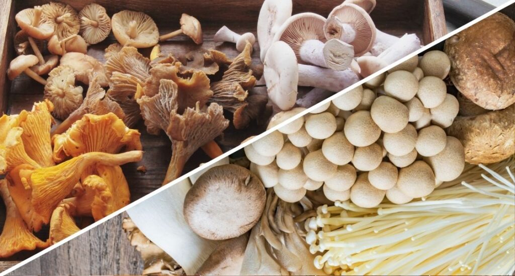 mushrooms-wild-cultivated