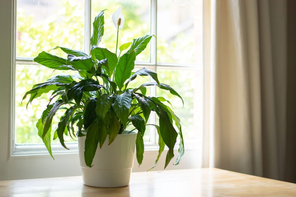 10 Indoor Plants Believed to Attract Wealth and Positive Energy to Your Home