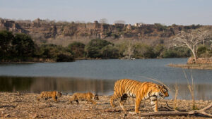 Exploring Ranthambore: Why It's World-Famous and Where to Stay for the Ultimate Safari Experience