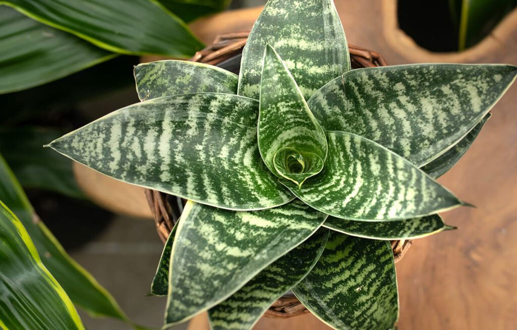10 Indoor Plants Believed to Attract Wealth and Positive Energy to Your Home