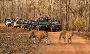 tadoba