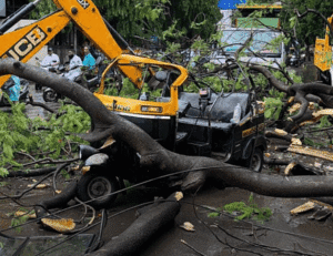 Tree fall