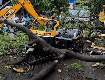 Tree fall