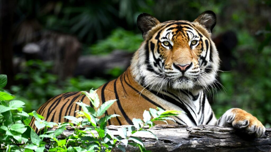 Priest killed by tiger inside Ranthambore Fort, third attack in two months sparks outrage