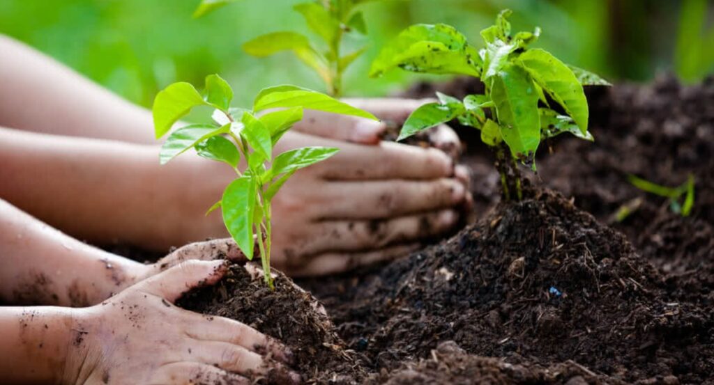 tree plantation