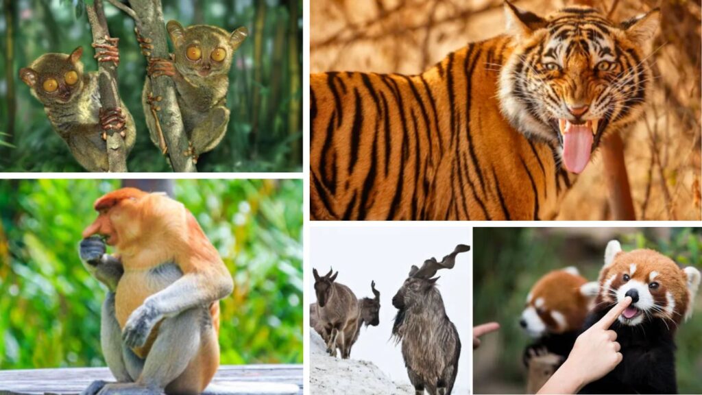 10 Rare Animals Found Only in Asia