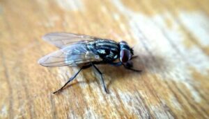 Flies in the Kitchen Again? This Budget-Friendly Homemade Spray Can Help You Take Back Control This Rainy Season