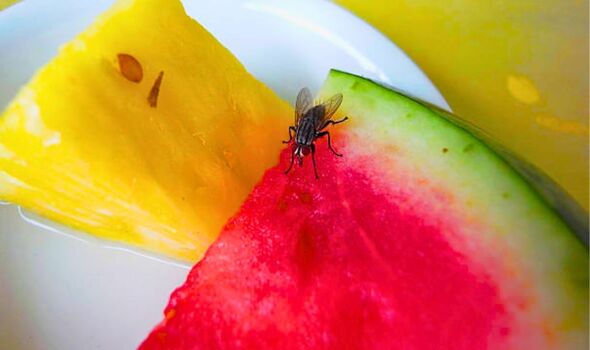 Buzz Off! How to Naturally Get Rid of Fruit Flies in Your Kitchen This Rainy Season