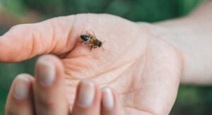 Stung by a Bee? Don’t Panic – Try These 6 Home Remedies to Ease the Pain and Prevent Complications