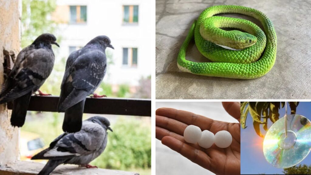 Ancient Trick and Simple Home Remedies Help Keep Pigeons Away