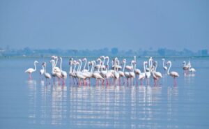 Pune’s Hidden Birdwatching Gems: 7 Spots Every Nature Lover Should Visit