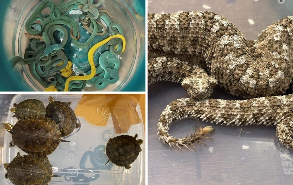 Wildlife Smuggling Foiled At Mumbai Airport; Rare Snakes and Turtles Seized, One Indian National Arrested