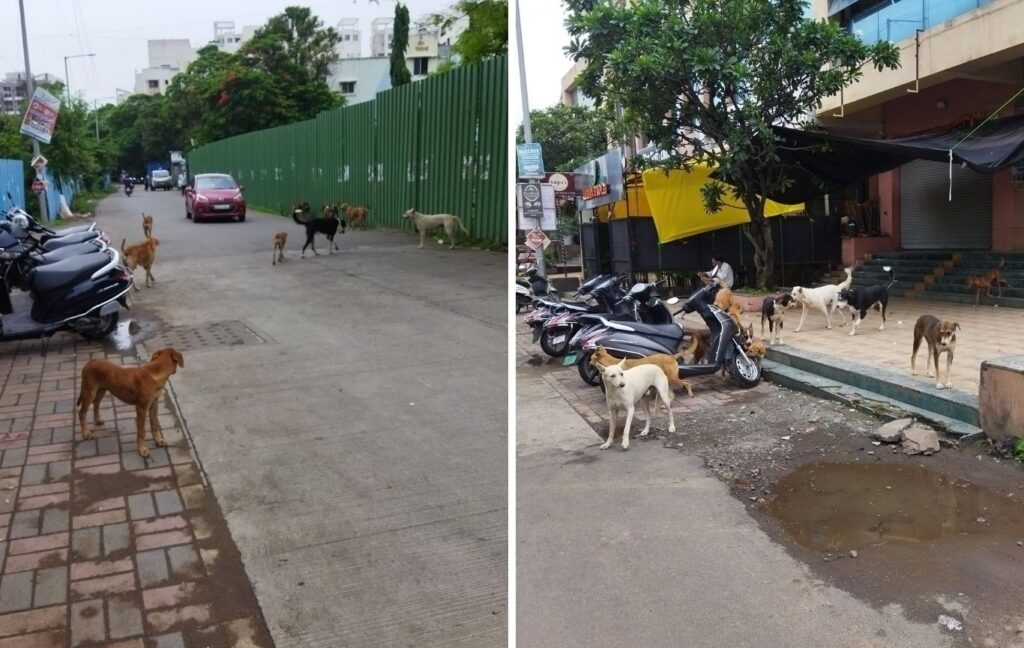 Pune: Wakad’s Vedanta Society Raises Alarm Over Stray Dog Threat; Urges Action From PCMC 